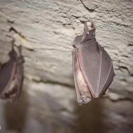 Nuit De La Chauve Souris