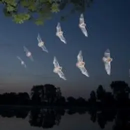 Nuit de la chauve-souris