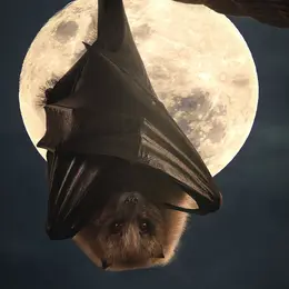 Nuit de la Chauve-souris