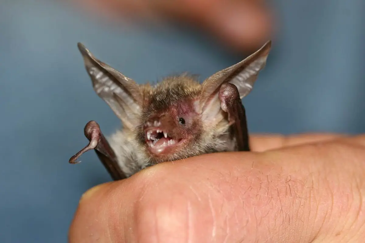 Nuit de la Chauve-Souris