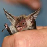 Nuit de la Chauve-Souris