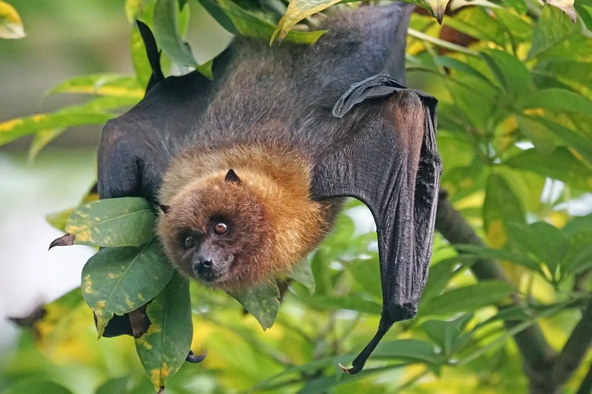 Nuit de la chauve-souris