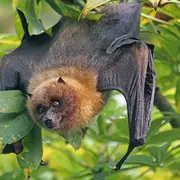 Nuit de la chauve-souris
