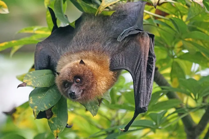 Nuit de la chauve-souris