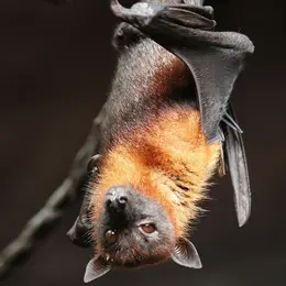 Nuit de la chauve souris