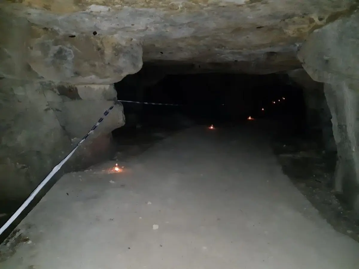 Nuit de la chauve-souris