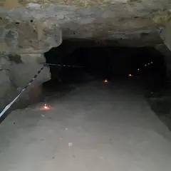 Nuit de la chauve-souris