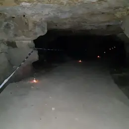 Nuit de la chauve-souris