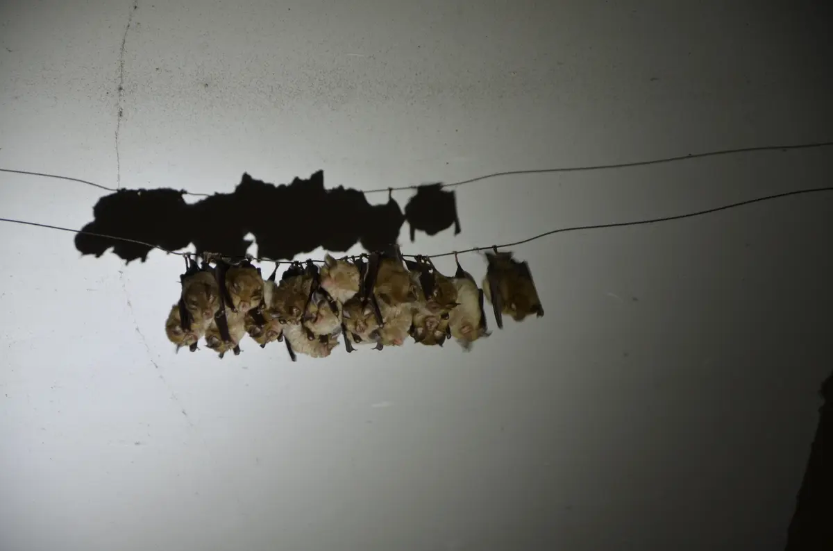 Nuit de la chauve-souris à Limanton, Mardi 21 juillet