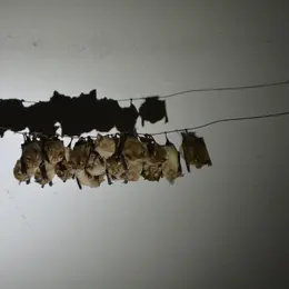 Nuit de la chauve-souris à Limanton, Mardi 21 juillet