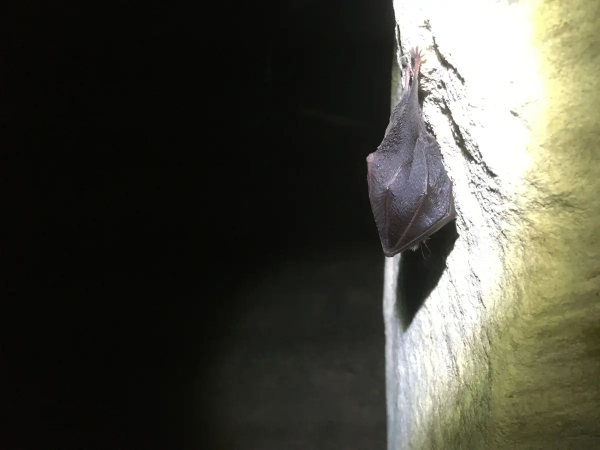 Nuit de la Chauve-Souris au viaduc de Rocherolles
