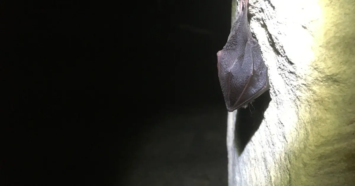 Nuit de la Chauve-Souris au viaduc de Rocherolles