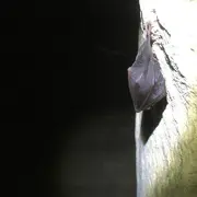 Nuit de la Chauve-Souris au viaduc de Rocherolles