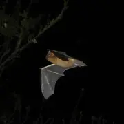 Nuit de la chauve-souris aux Mines d'Argent