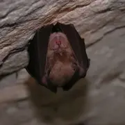 Nuit de la chauve-souris : les étonnantes reines de la nuit