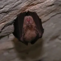 Nuit de la chauve-souris : les étonnantes reines de la nuit