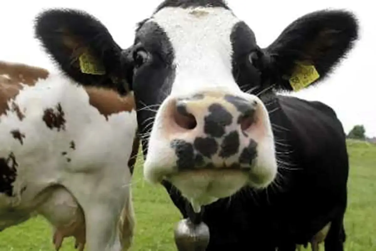 Nuit de la lecture : la vache tachetée et autres contes cruels