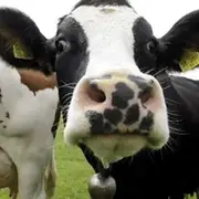 Nuit de la lecture : la vache tachetée et autres contes cruels