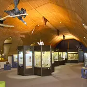Nuit des Musées au muséum d'histoire naturelle de Blois