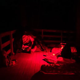 Nuit Du Brame Du Cerf