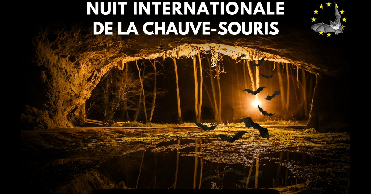 Nuit internationale de la chauve-souris 2026