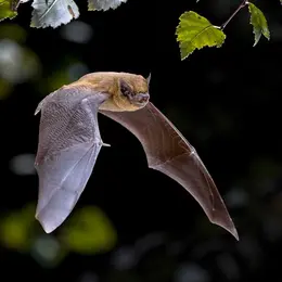 Nuit internationale de la chauve-souris