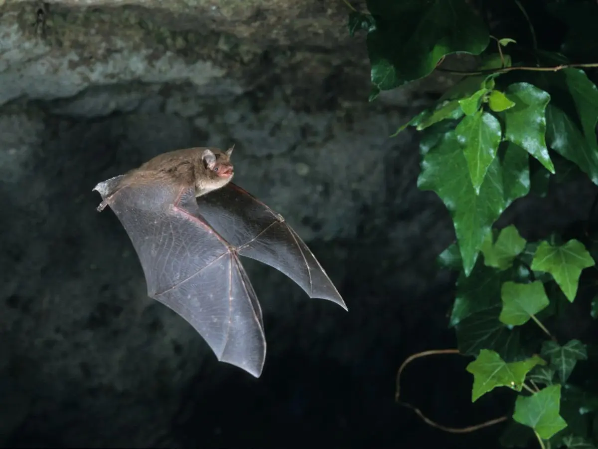 Nuit Internationale De La Chauve Souris