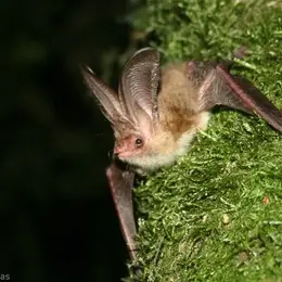 Nuit internationale de la chauve-souris