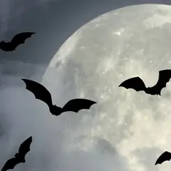 Nuit internationale de la chauve-souris