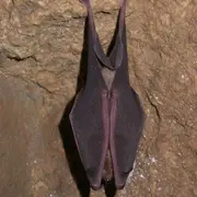 Nuit internationale de la chauve-souris à la Brèche au Diable