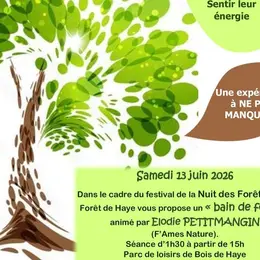 Nuits des forêts - Bain de forêt - Forêt de Haye