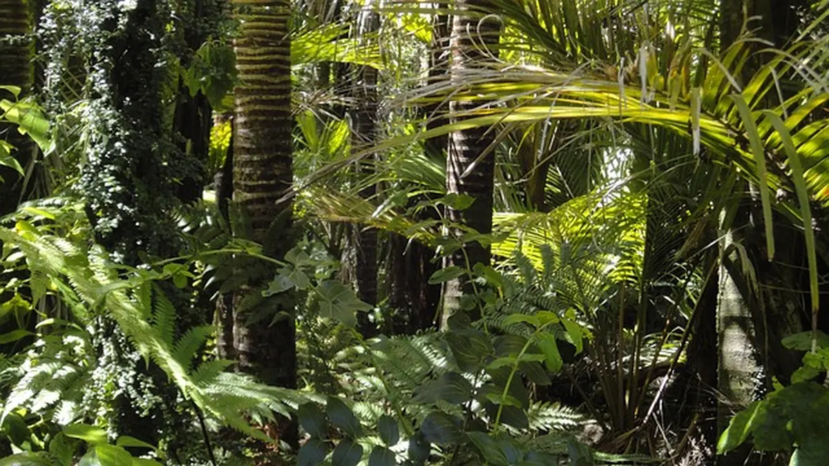 Nuits des Forêts : Forêts d'ici et d'ailleurs