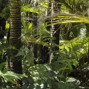 Nuits des Forêts : Forêts d'ici et d'ailleurs