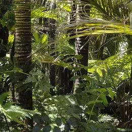 Nuits des Forêts : Forêts d'ici et d'ailleurs