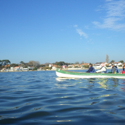 Objectif Bernaches ! En canoë collectif