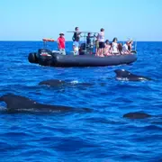 Observation dauphins & baleines bateau depuis Les Lecques (83)