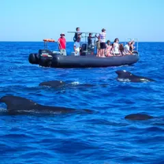Observation dauphins & baleines bateau depuis Les Lecques (83)