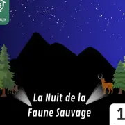 Observation de la faune sauvage la nuit