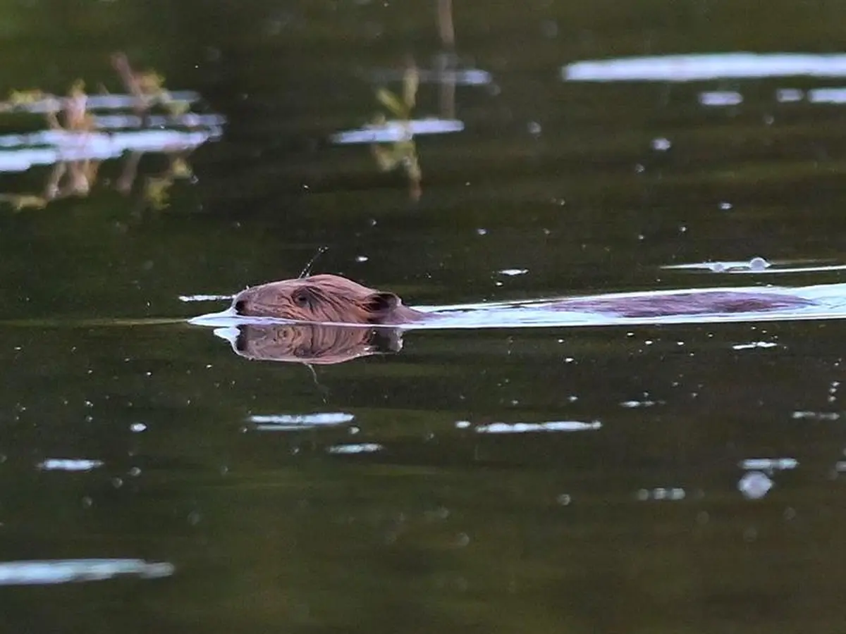 Observation des castors et ragondins