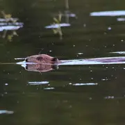Observation des castors et ragondins