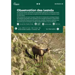 Observation des isards