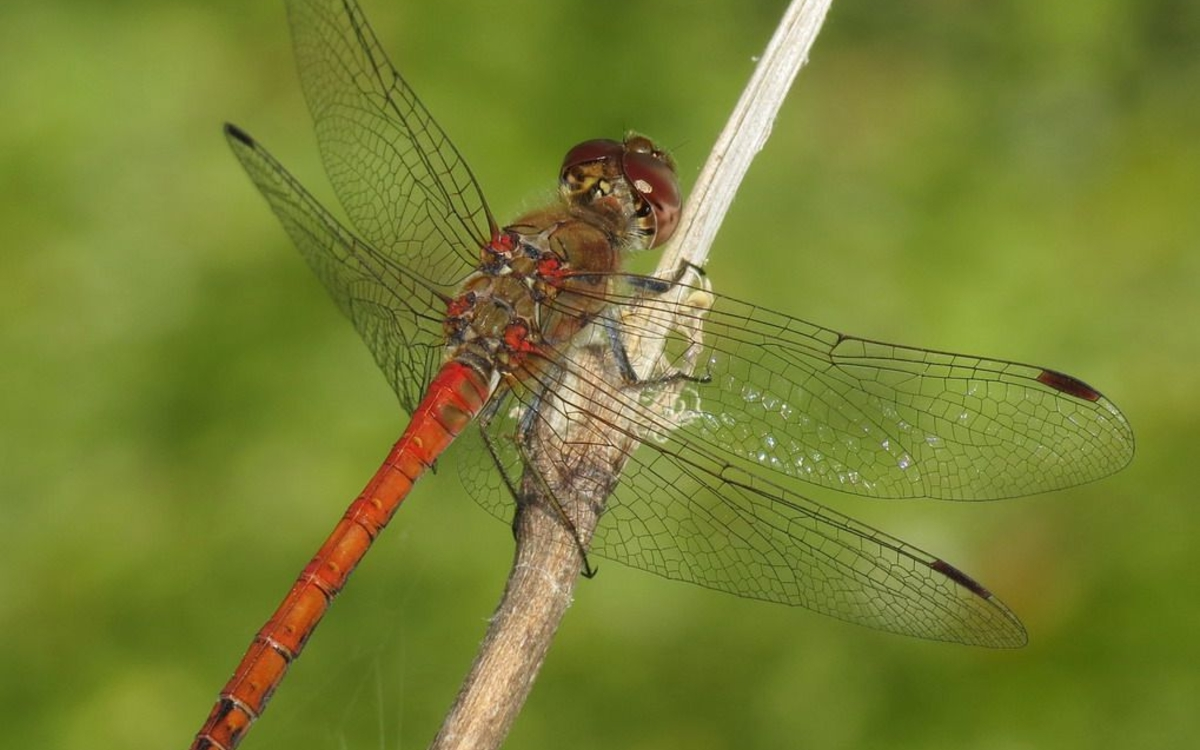 Observation des libellules du Bois de Vincennes