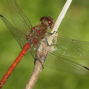 Observation des libellules du Bois de Vincennes