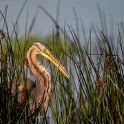 Observation des oiseaux d'eau à Foucault