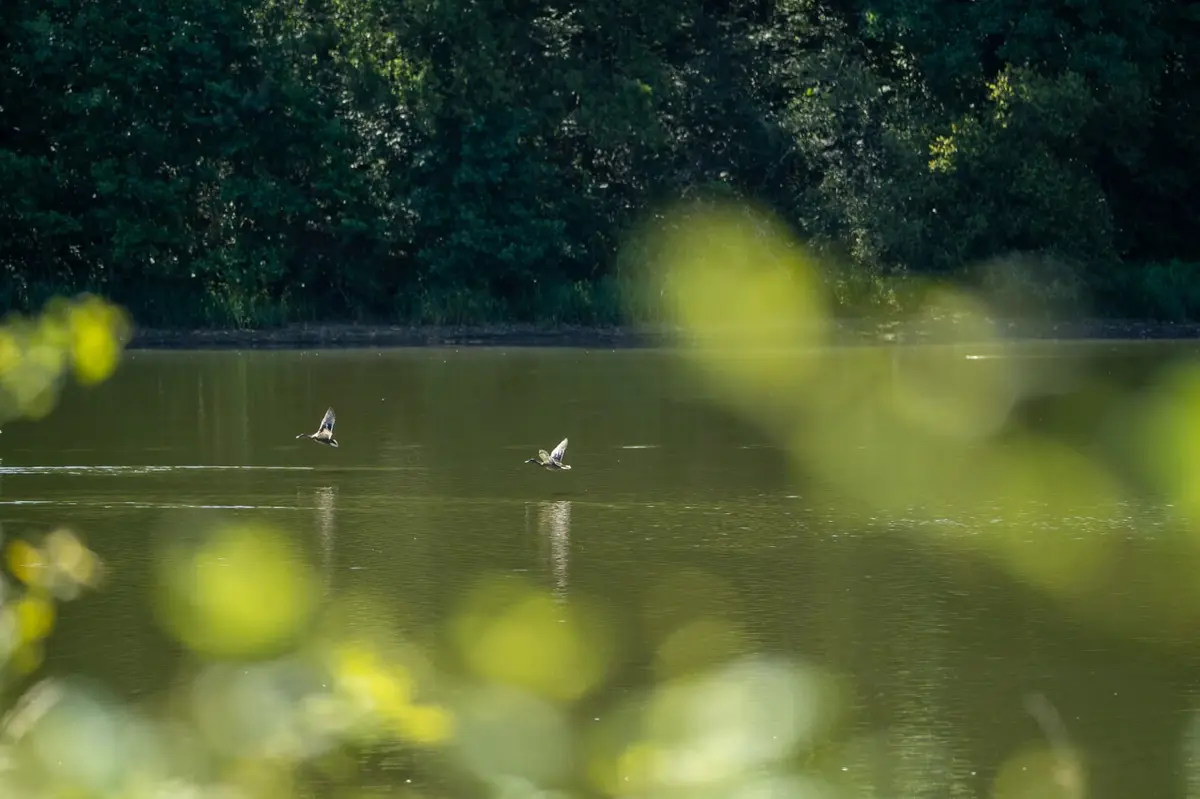 Observation des oiseaux d'eau sur l'étang de la Pouge