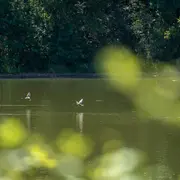 Observation des oiseaux d'eau sur l'étang de la Pouge