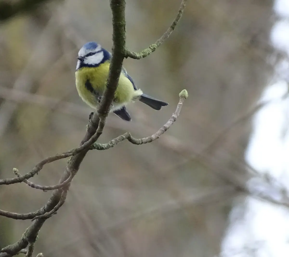 Observation des oiseaux d'hiver