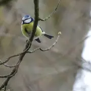 Observation des oiseaux d'hiver