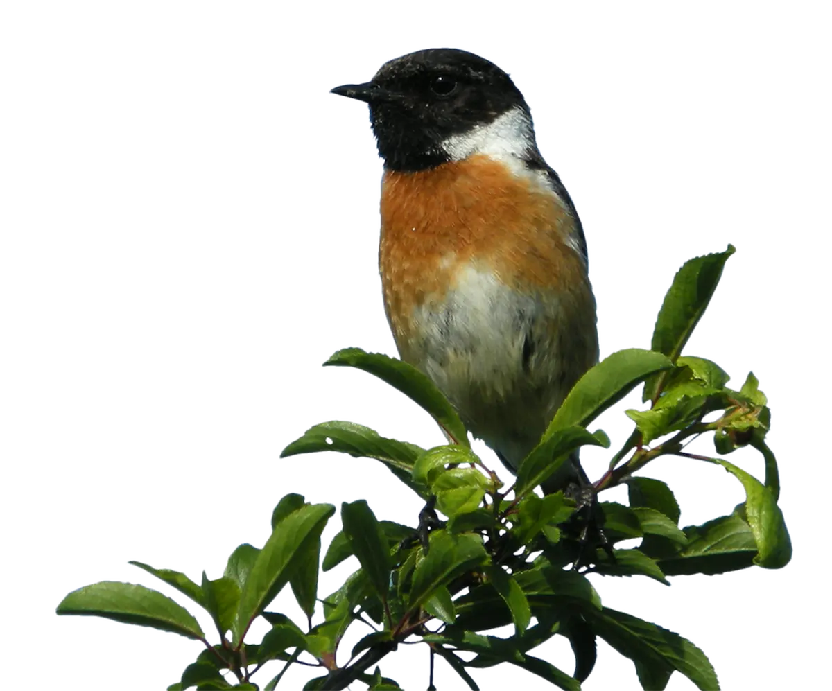 Observation des oiseaux de la zone humide du site de Courpain