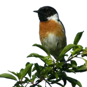 Observation des oiseaux de la zone humide du site de Courpain